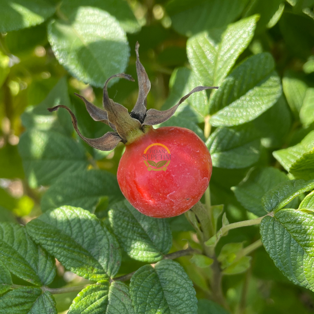 2 Yaş Kuşburnu Fidanı (Rosa Rugosa)