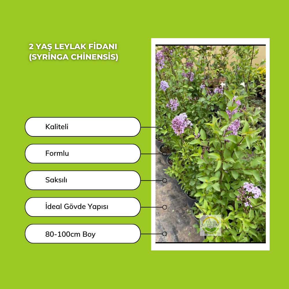 2 Yaş Leylak Fidanı (Syringa Chinensis) 2 Yaş Leylak Fidanı (Syringa Chinensis)