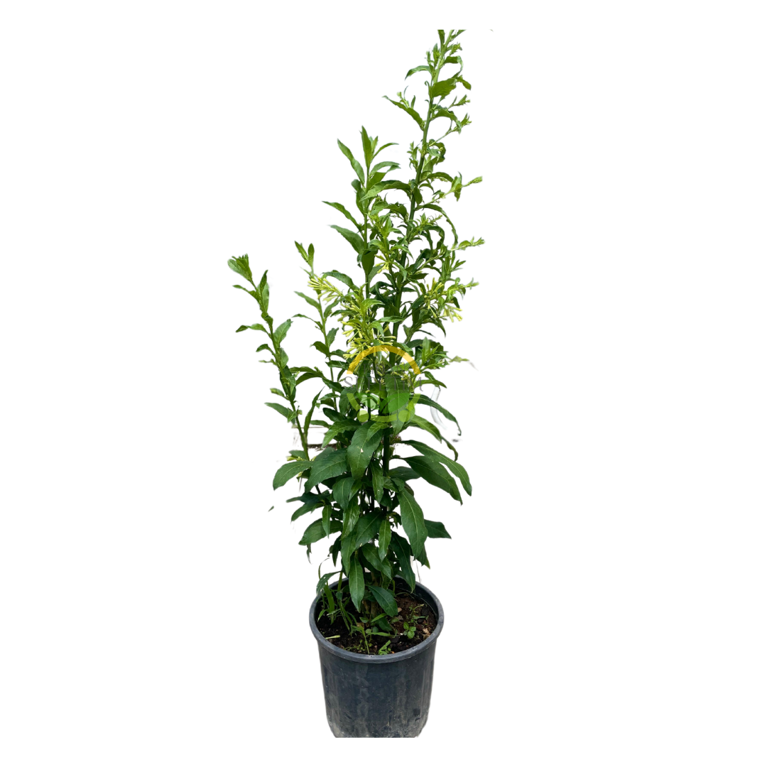 2 Yaş Melisa Fidanı - Gece Kokulu Parfüm Çiçeği 'Cestrum Nocturnum'