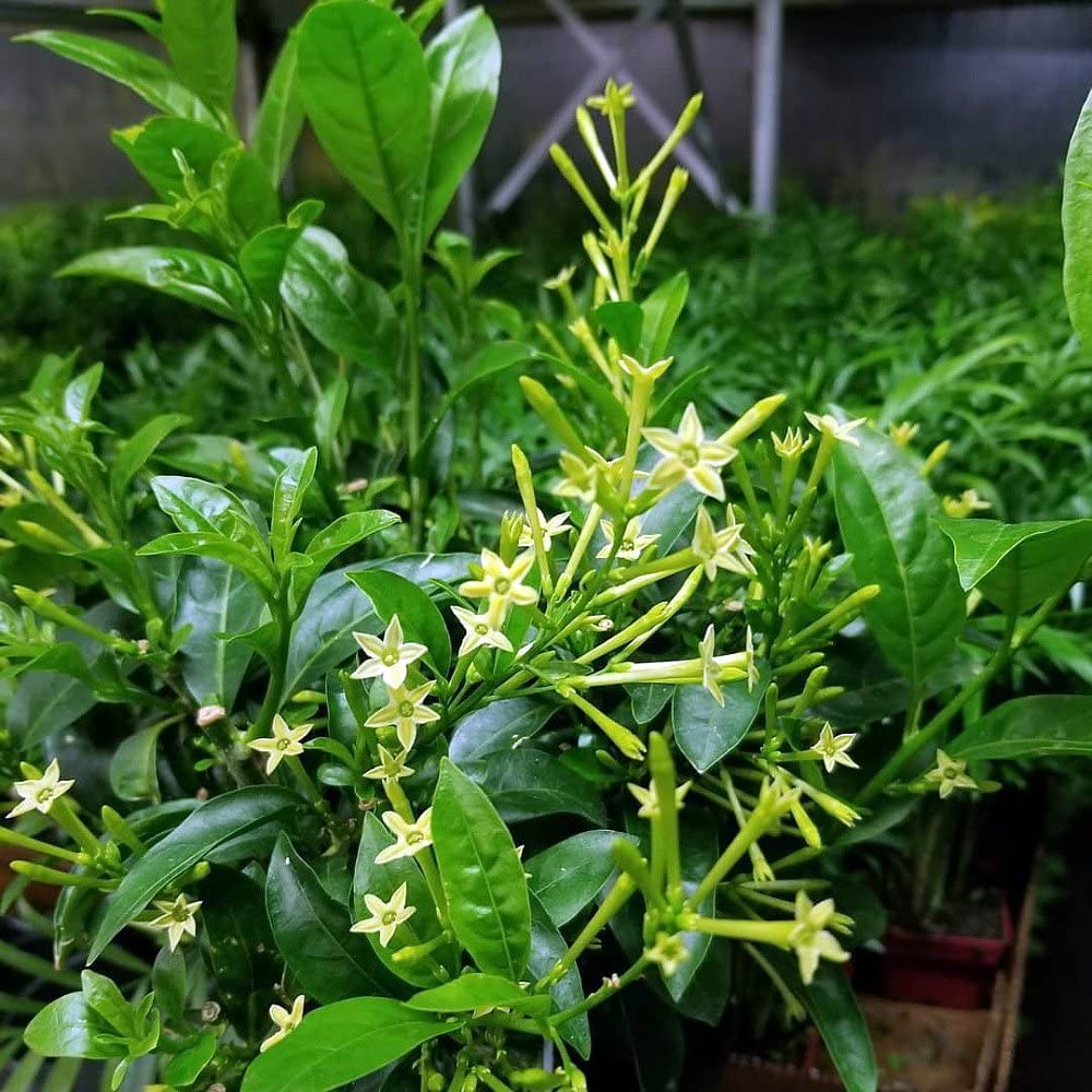 2 Yaş Melisa Fidanı - Gece Kokulu Parfüm Çiçeği 'Cestrum Nocturnum'