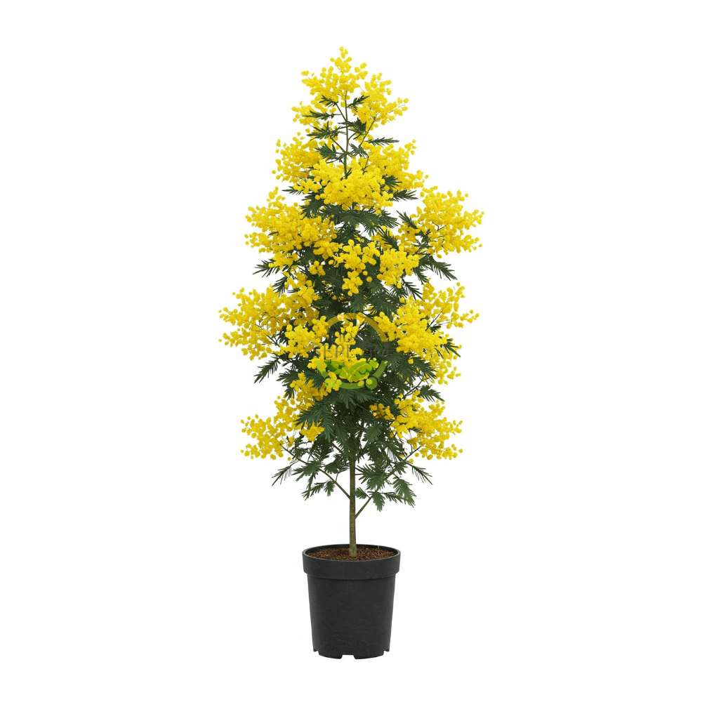 2 Yaş Mimoza Ağacı Fidanı - Gümüşi akasya (Acacia dealbata)