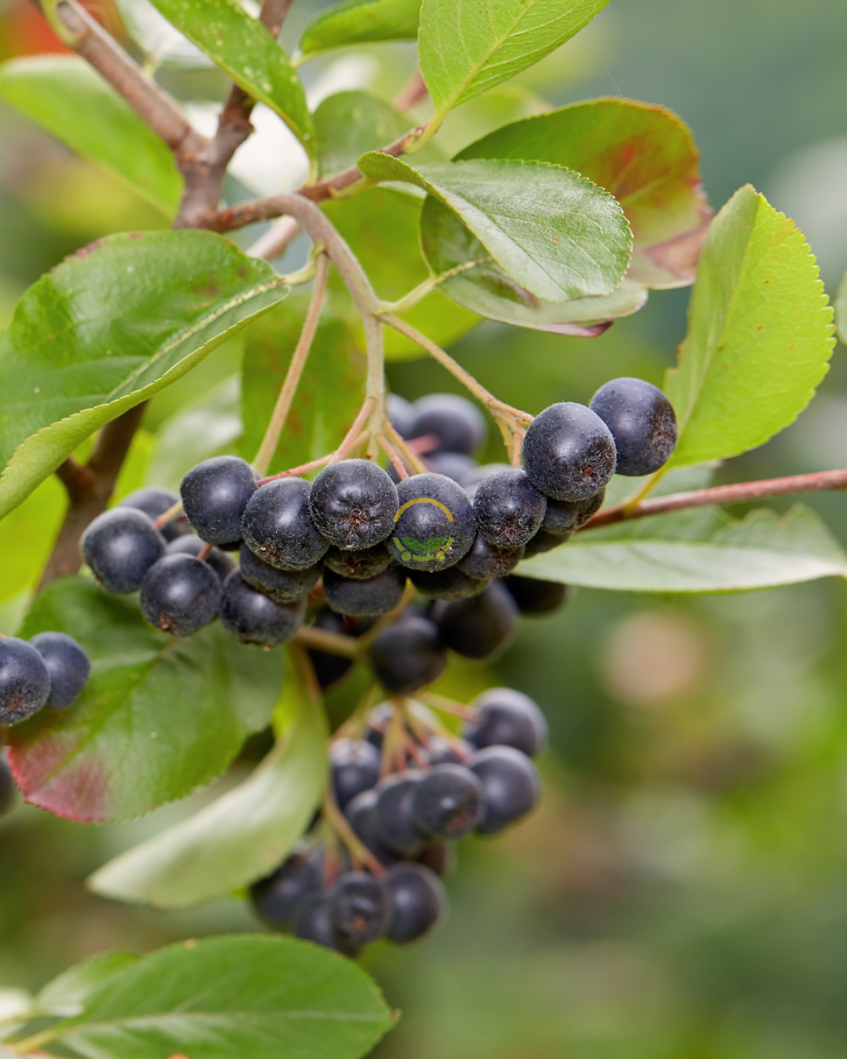2 Yaş Nero Aronia Berry Fidanı Paketi (10 Adet)