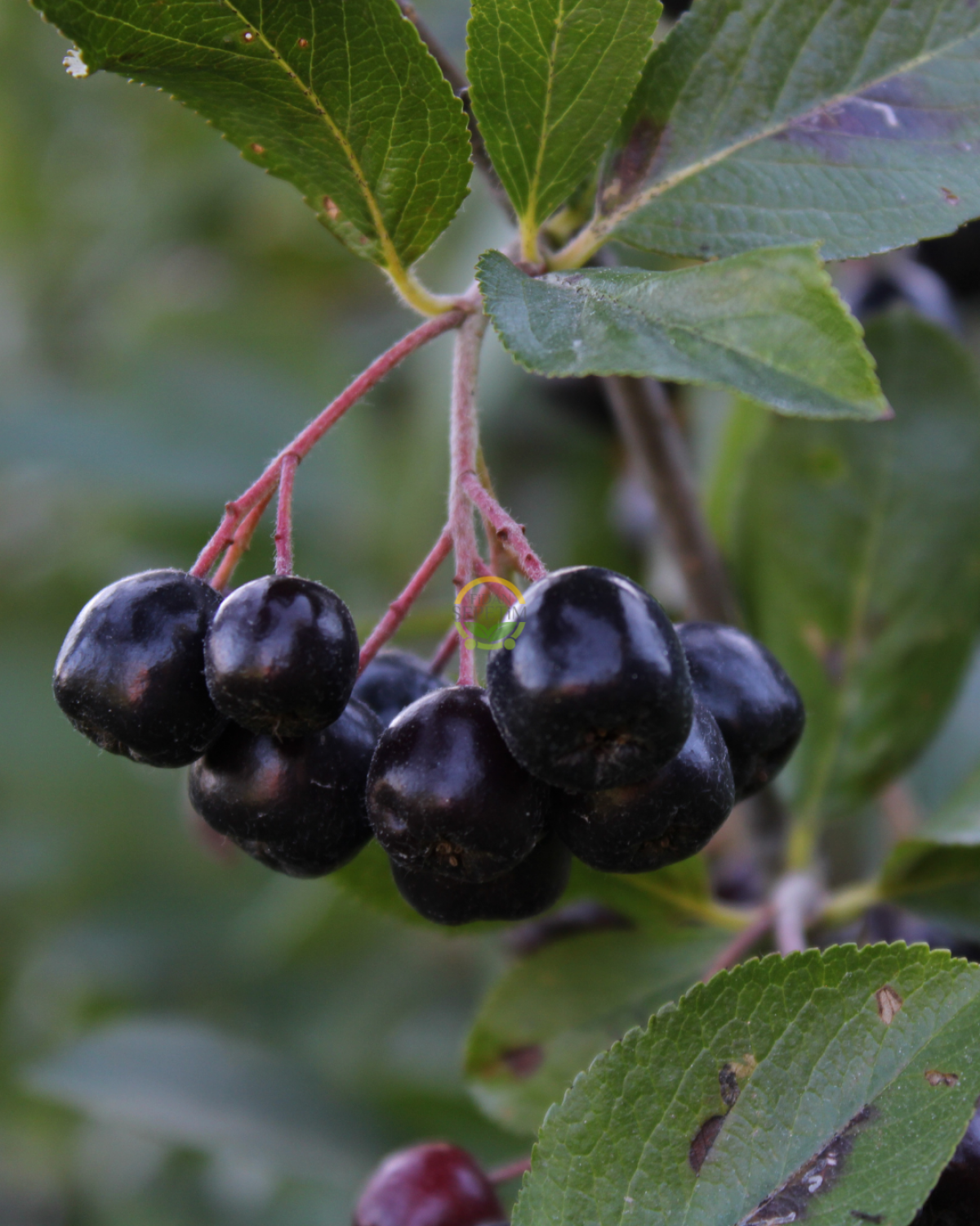 2 Yaş Nero Aronia Berry Fidanı Paketi (10 Adet)
