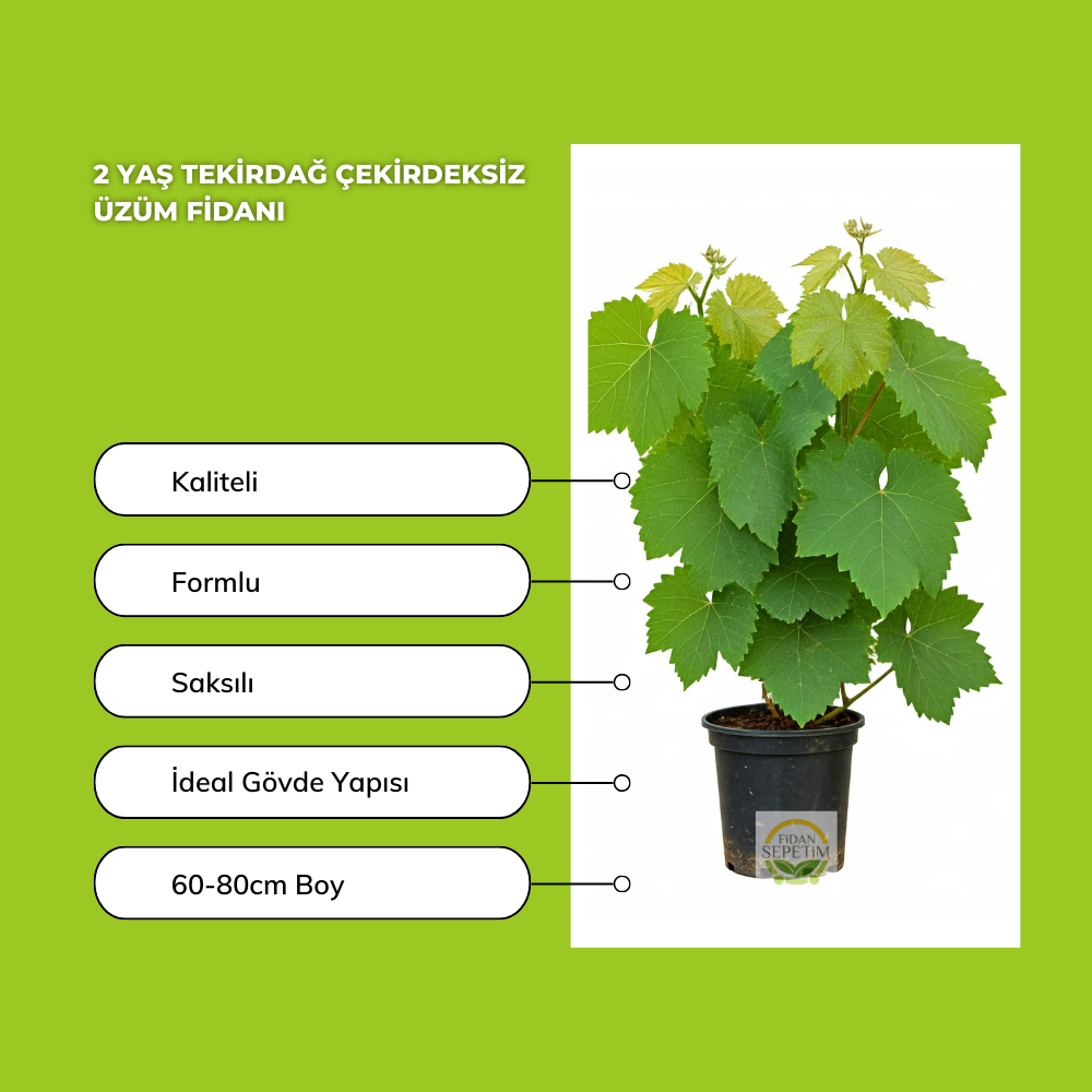 2 Yaş Tekirdağ Çekirdeksiz Üzüm Fidanı 2 Yaş Tekirdağ Çekirdeksiz Üzüm Fidanı