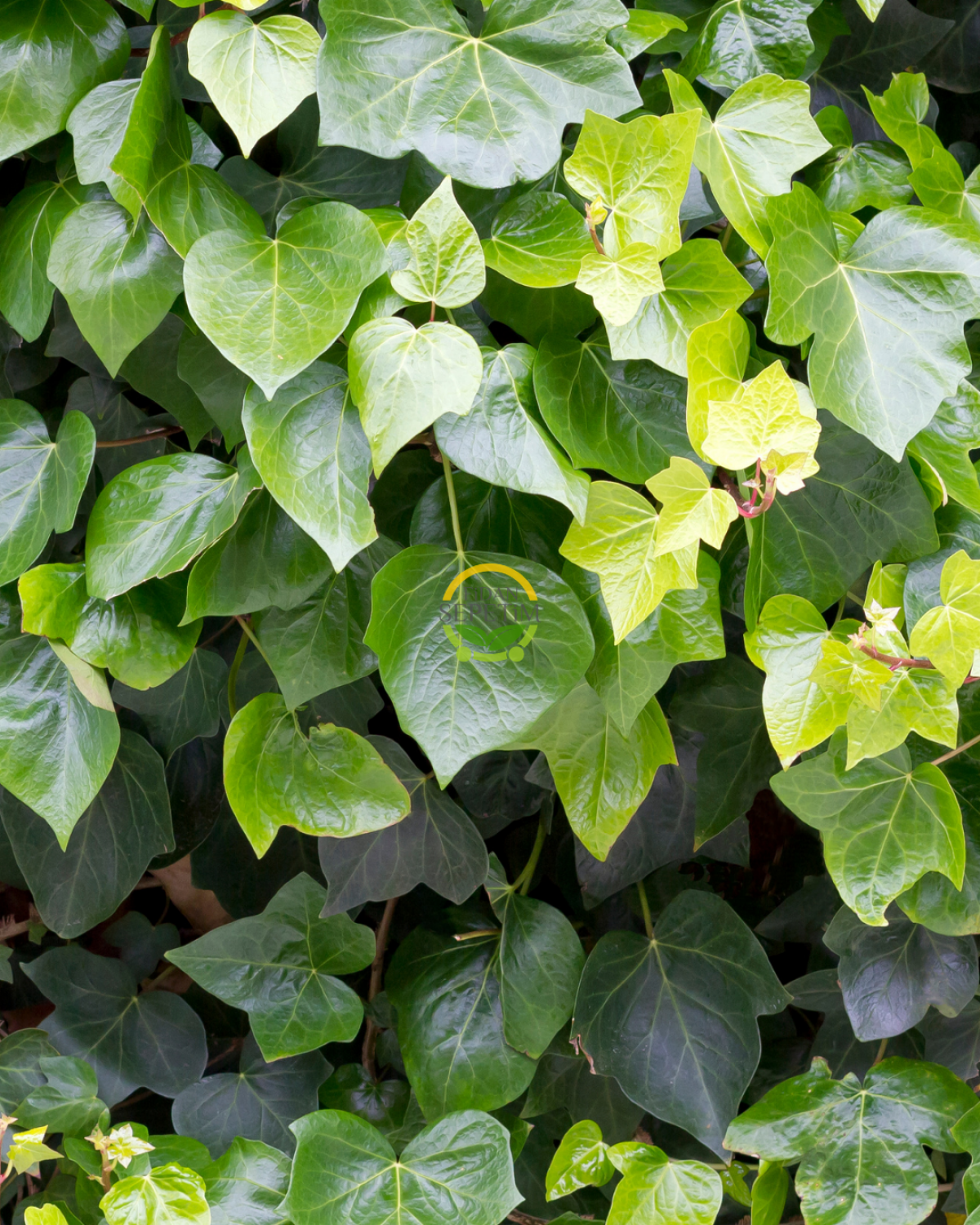 2 Yaş Yeşil Yapraklı Hedera Helix Orman Duvar Sarmaşığı Fidanı 5'li Paket