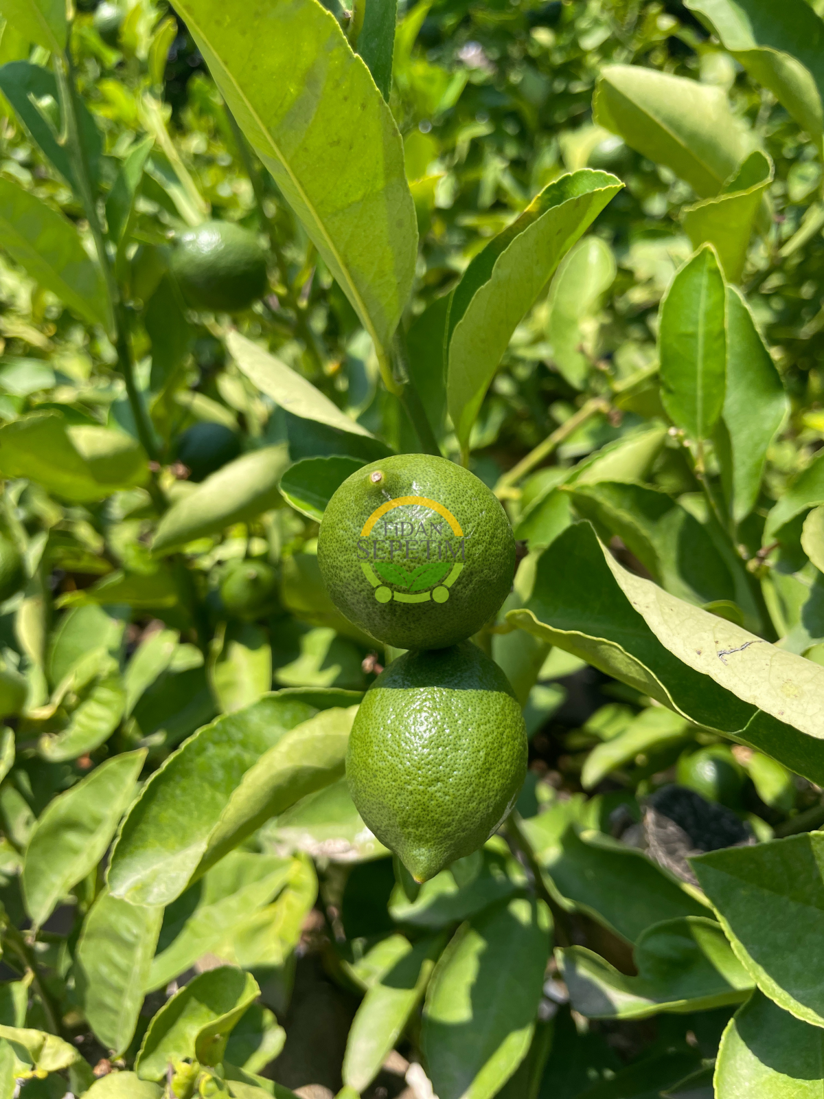 3 Adet Yediveren Mayer Limon Fidanı Paketi 3 Adet Yediveren Mayer Limon Fidanı Paketi