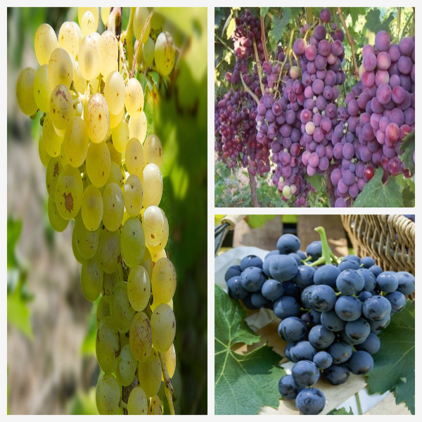 3 Çeşit Üzüm Fidanı Paketi 3 Çeşit Üzüm Fidanı Paketi