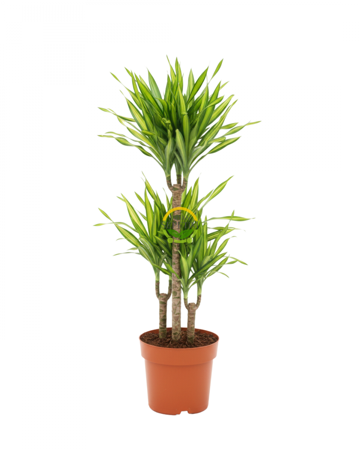 3 Gövdeli Dracaena Limon Bitkisi