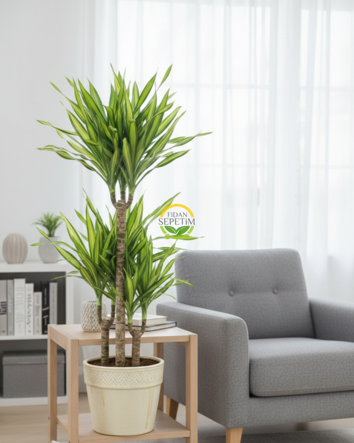 3 Gövdeli Dracaena Limon Bitkisi