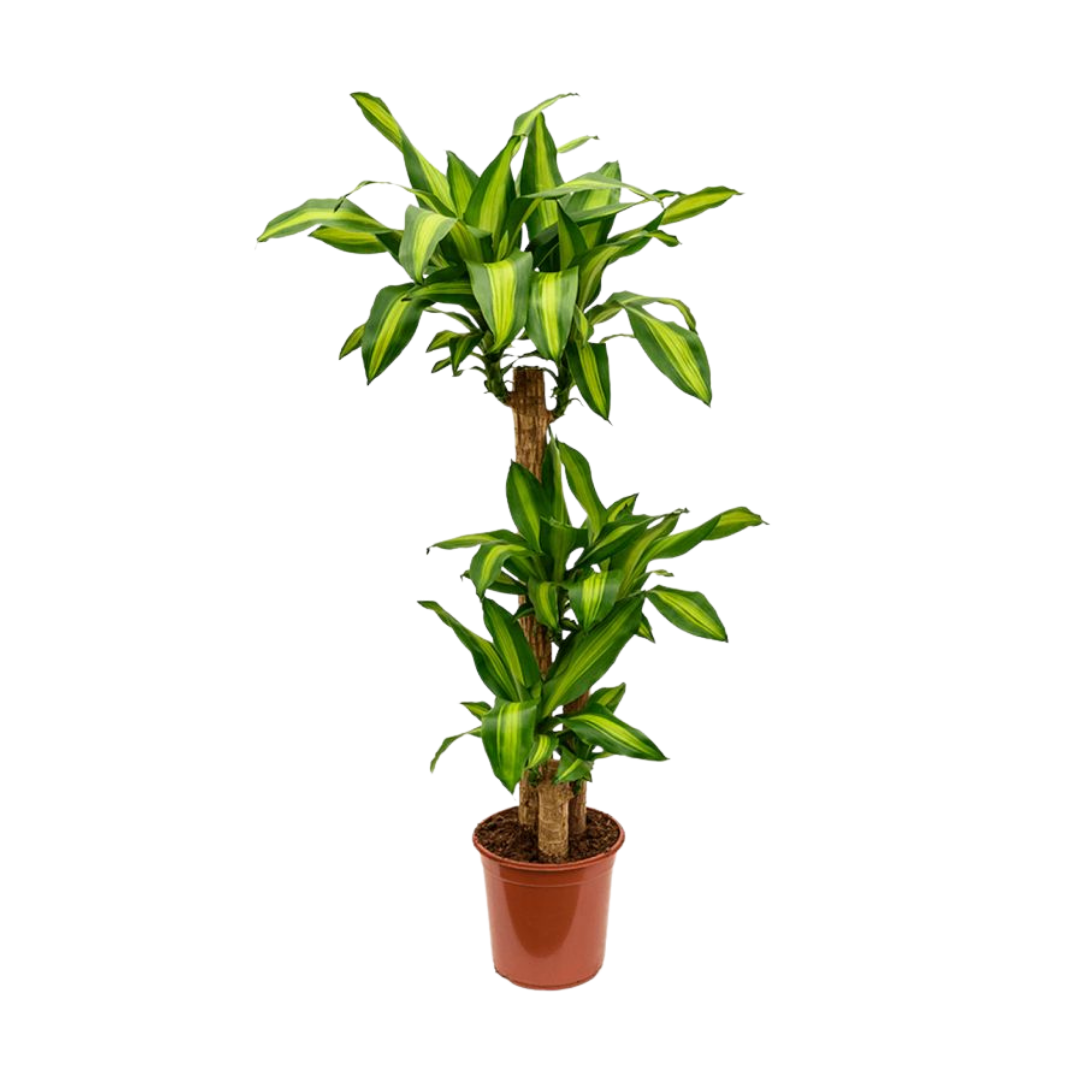 3 Gövdeli Dracaena Massengena Bitkisi 130-150cm 3 Gövdeli Dracaena Massengena Bitkisi 130-150cm