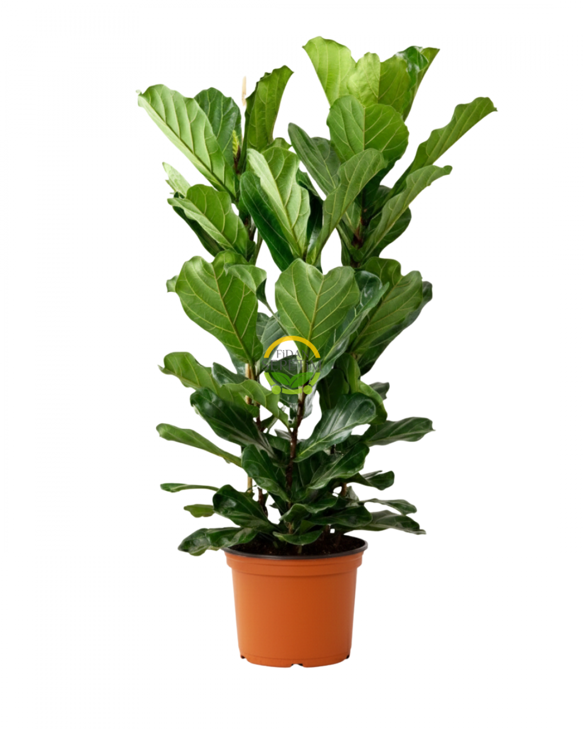 3 Gövdeli Keman Yapraklı Kauçuk Bitkisi 'Ficus Lyrata' 120-130cm