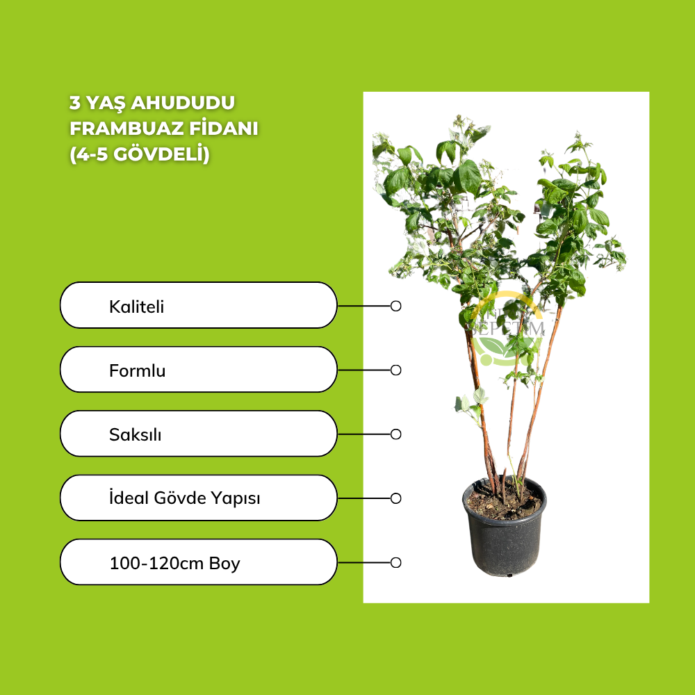 3 Yaş Ahududu Frambuaz Fidanı (4-5 Gövdeli)