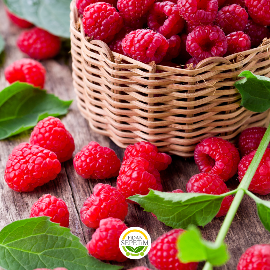 3 Yaş Ahududu Frambuaz Fidanı (4-5 Gövdeli) 3 Yaş Ahududu Frambuaz Fidanı (4-5 Gövdeli)