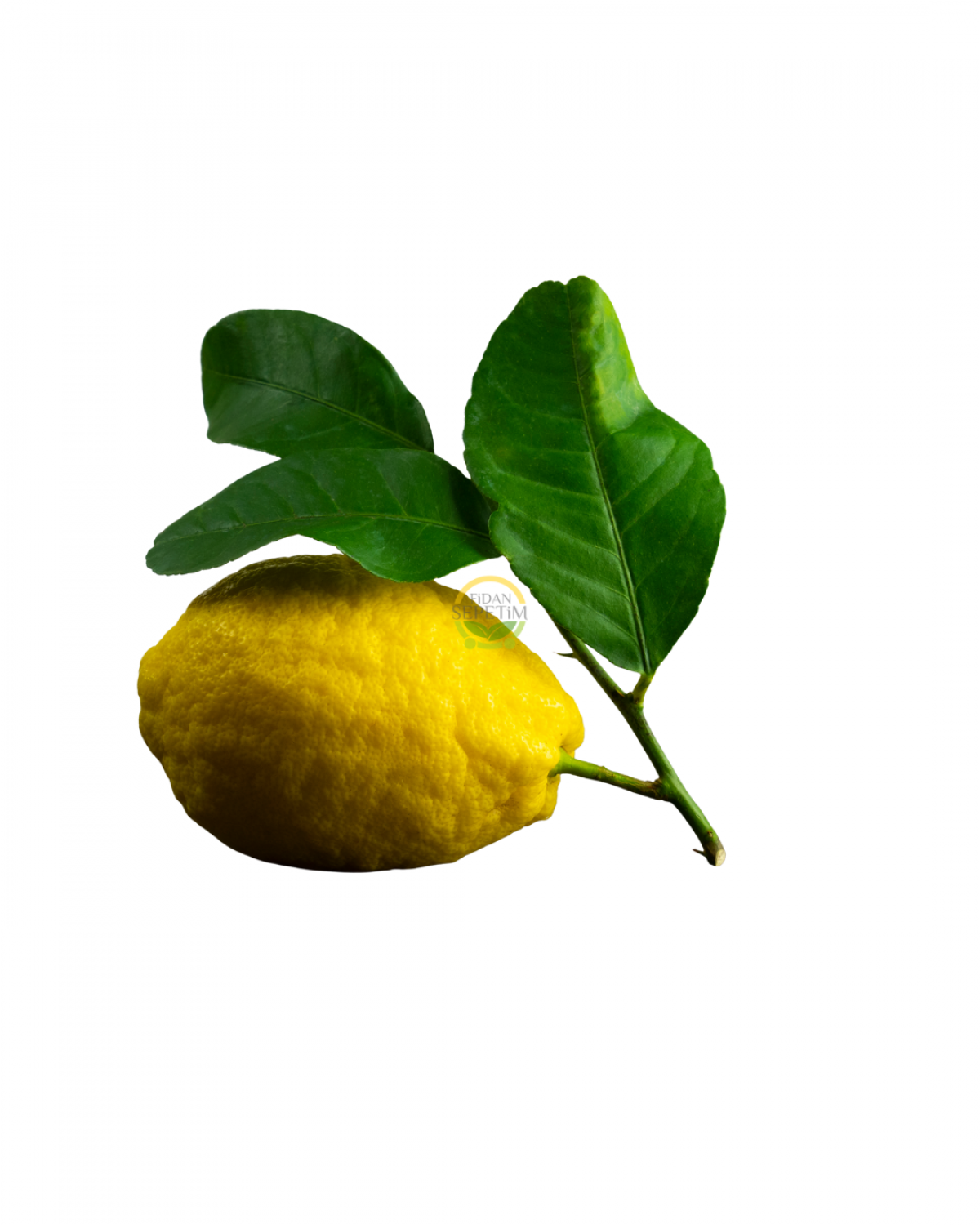3 Yaş Aşılı Ağaç Kavunu Fidanı 'Citrus medica' 3 Yaş Aşılı Ağaç Kavunu Fidanı 'Citrus medica'