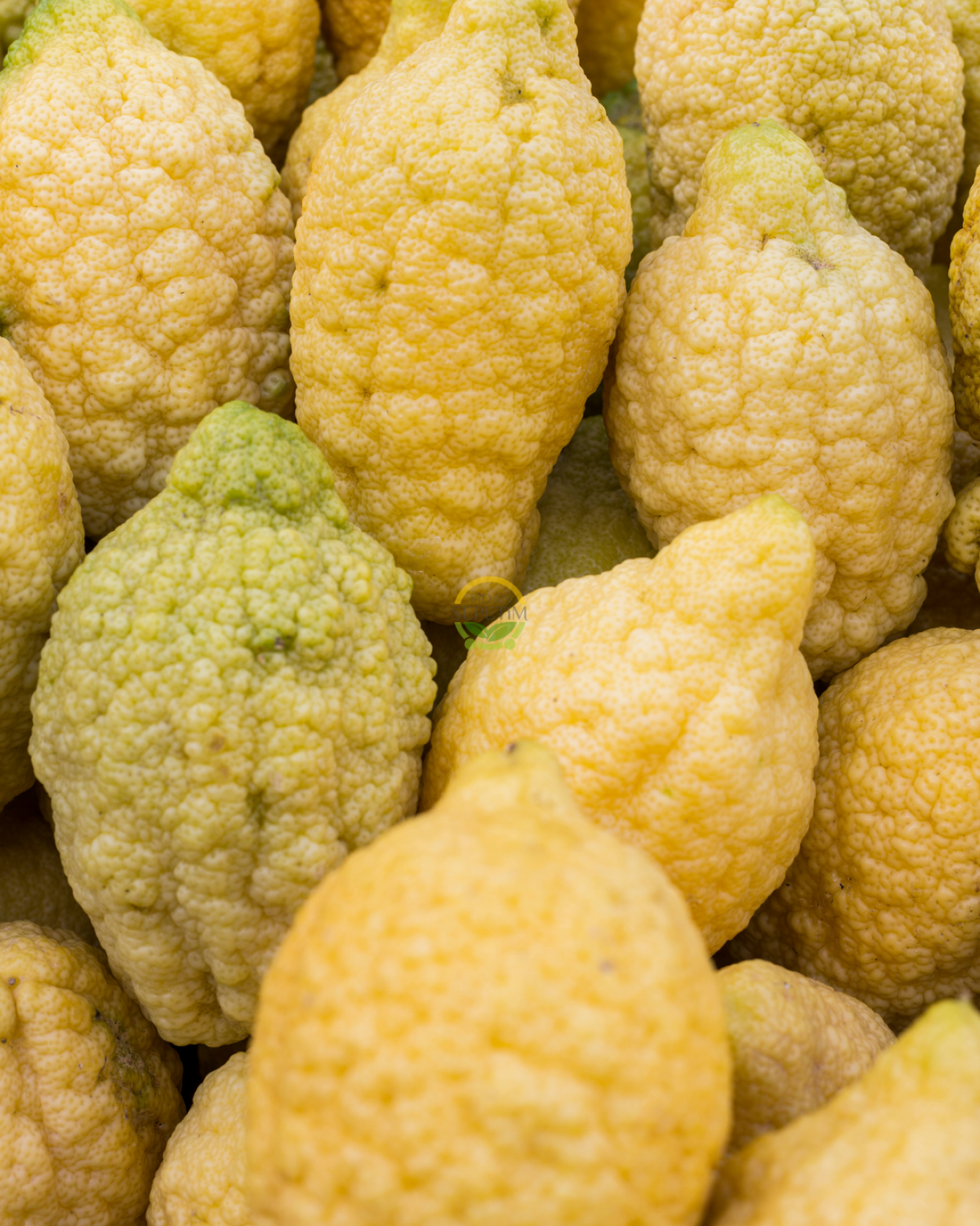 3 Yaş Aşılı Ağaç Kavunu Fidanı 'Citrus medica' 3 Yaş Aşılı Ağaç Kavunu Fidanı 'Citrus medica'