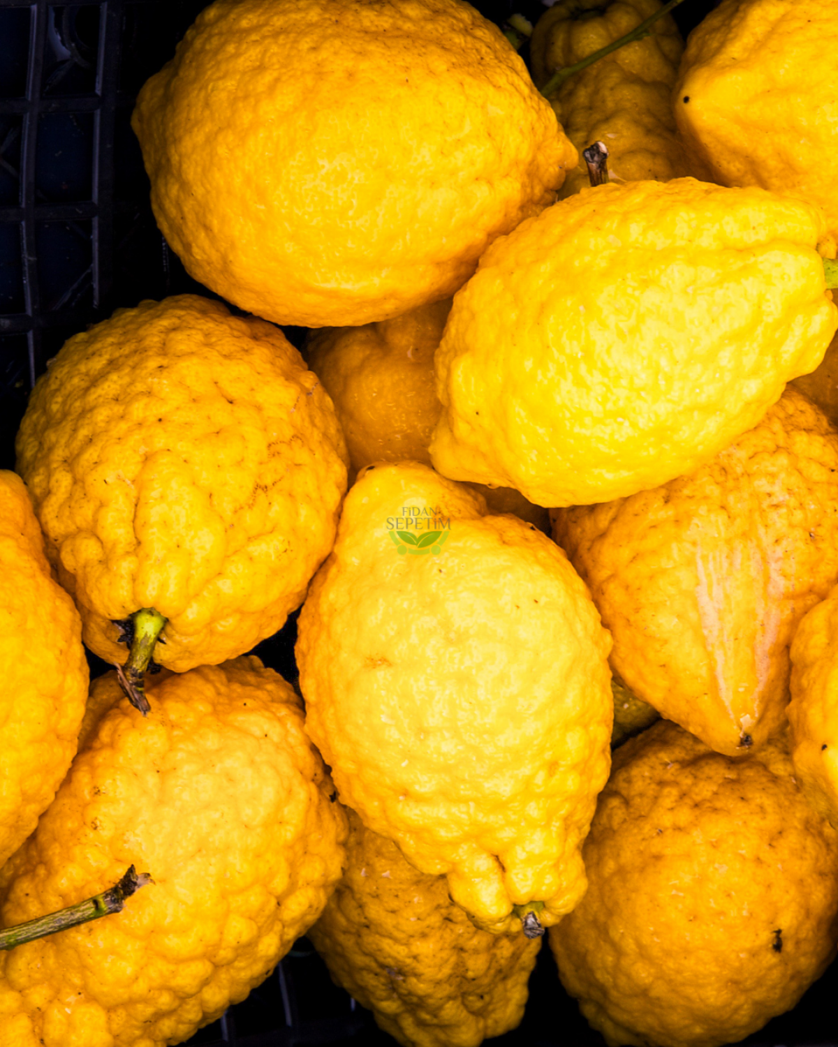 3 Yaş Aşılı Ağaç Kavunu Fidanı 'Citrus medica'