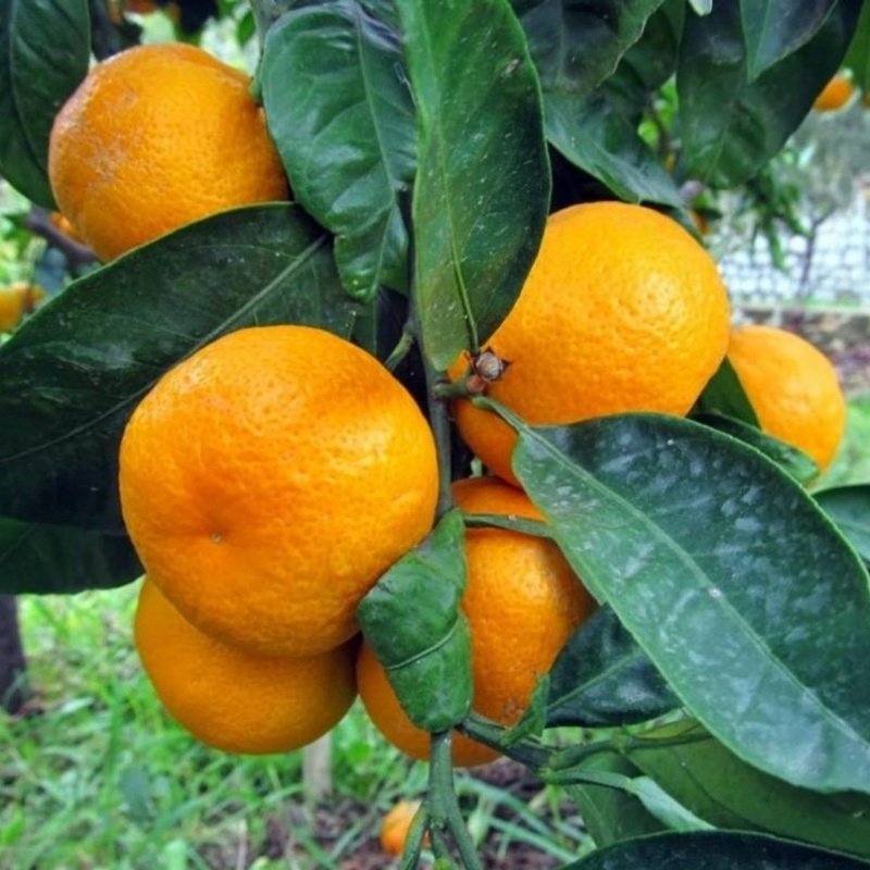 3 Yaş Aşılı Bodrum Mandalinası Fidanı
