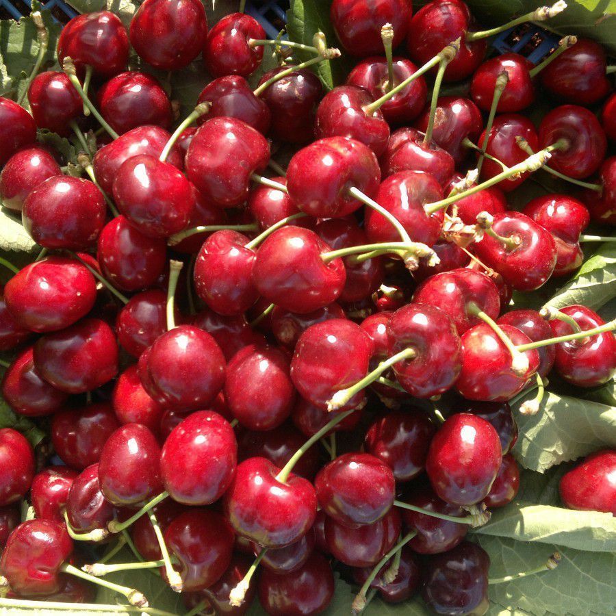 3 Yaş Aşılı Early Lory Kiraz Fidanı *Yarı Bodur* 3 Yaş Aşılı Early Lory Kiraz Fidanı *Yarı Bodur*