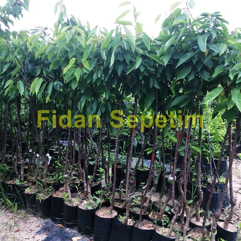 3 Yaş Aşılı Early Lory Kiraz Fidanı *Yarı Bodur* 3 Yaş Aşılı Early Lory Kiraz Fidanı *Yarı Bodur*