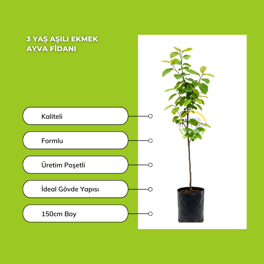 3 Yaş Aşılı Ekmek Ayva Fidanı