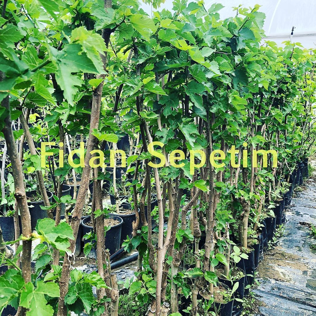 3 Yaş Aşılı Ekşi Kara(Urmu) Dut Fidanı
