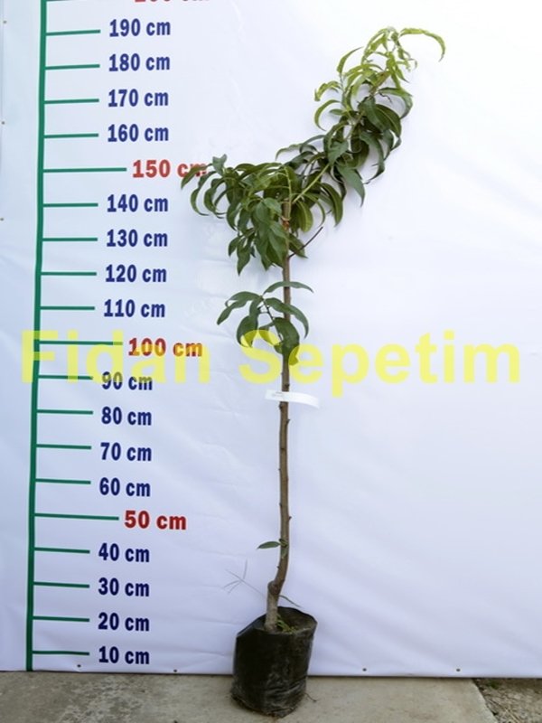 3 Yaş Aşılı Elegant Lady Şeftali Fidanı 'Yarı Bodur'