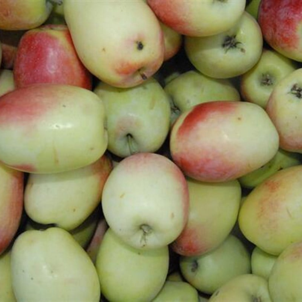 3 Yaş Aşılı Ferik (Ferek) Elma Fidanı 3 Yaş Aşılı Ferik (Ferek) Elma Fidanı