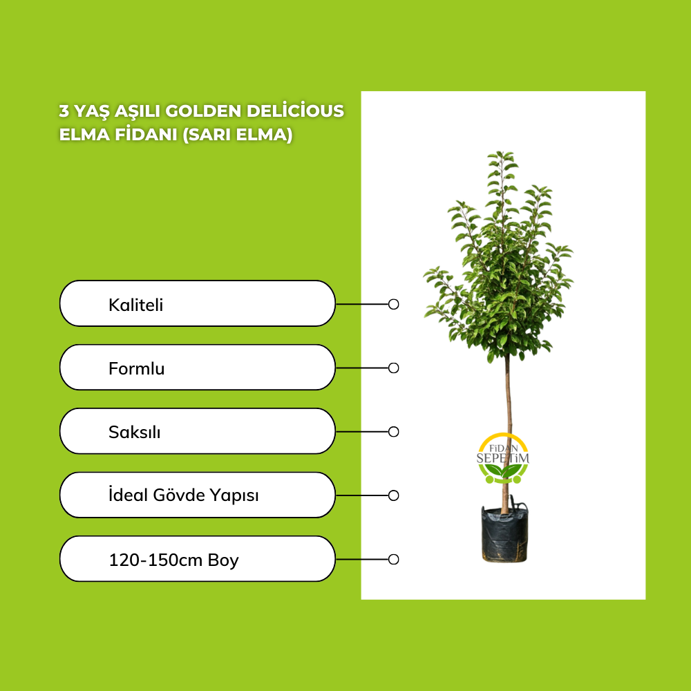 3 Yaş Aşılı Golden Delicious Elma Fidanı (Sarı Elma)