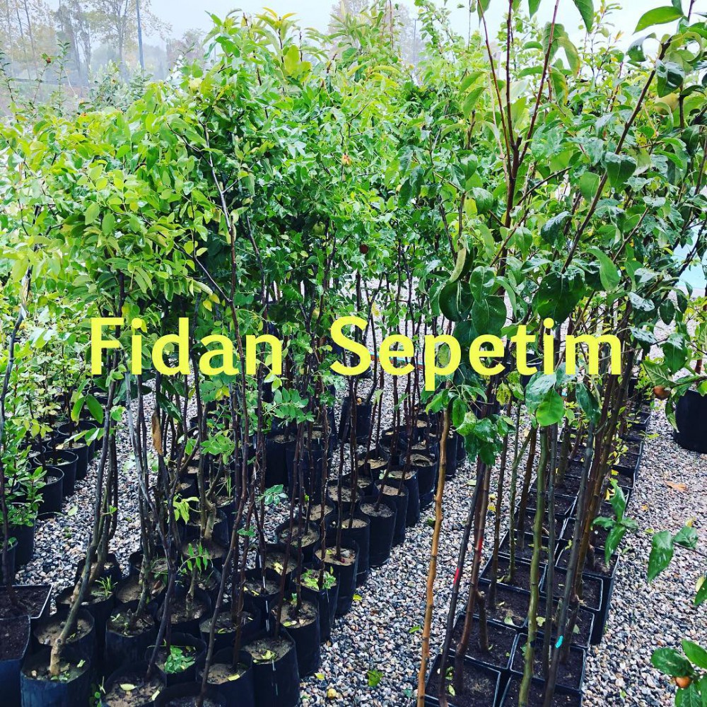 Haziran Guzeli June Beauty Armut Fidani Fidansepetim