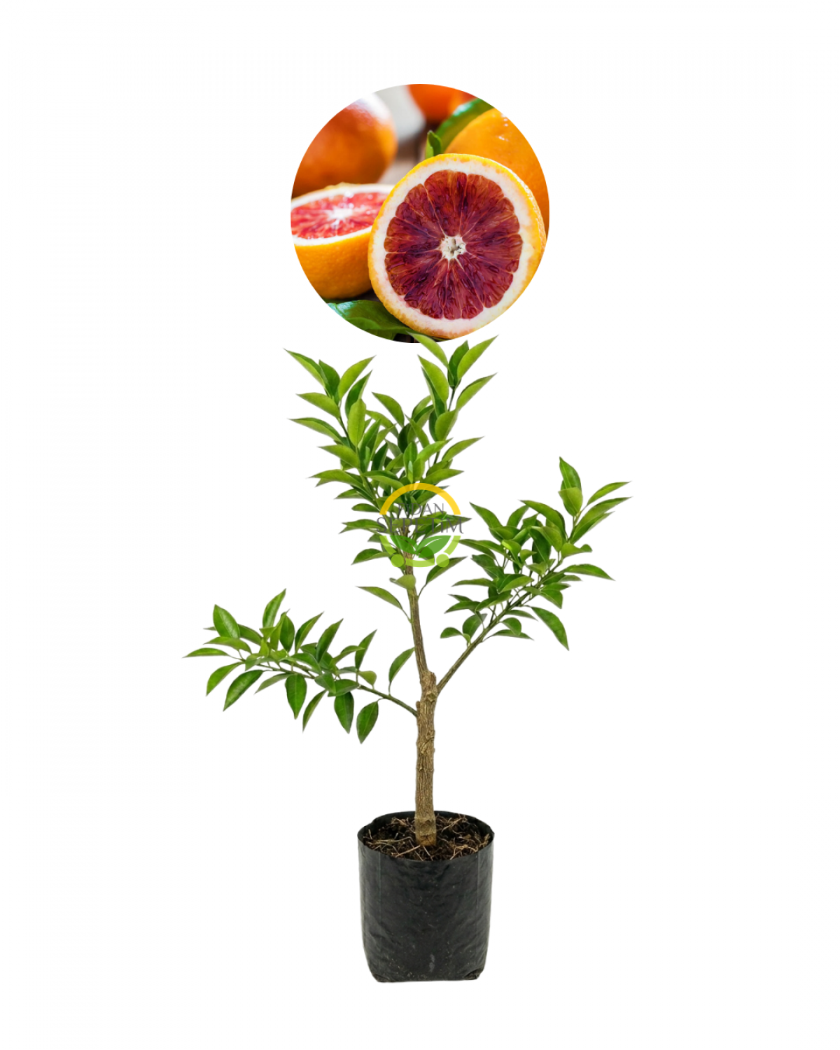 3 Yaş Aşılı Kan Portakalı Fidanı