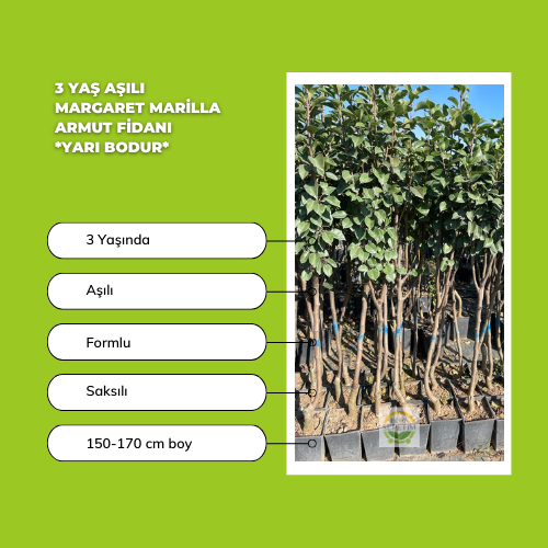 3 Yaş Aşılı Margaret Marilla Armut Fidanı 'Yarı Bodur' 3 Yaş Aşılı Margaret Marilla Armut Fidanı 'Yarı Bodur'