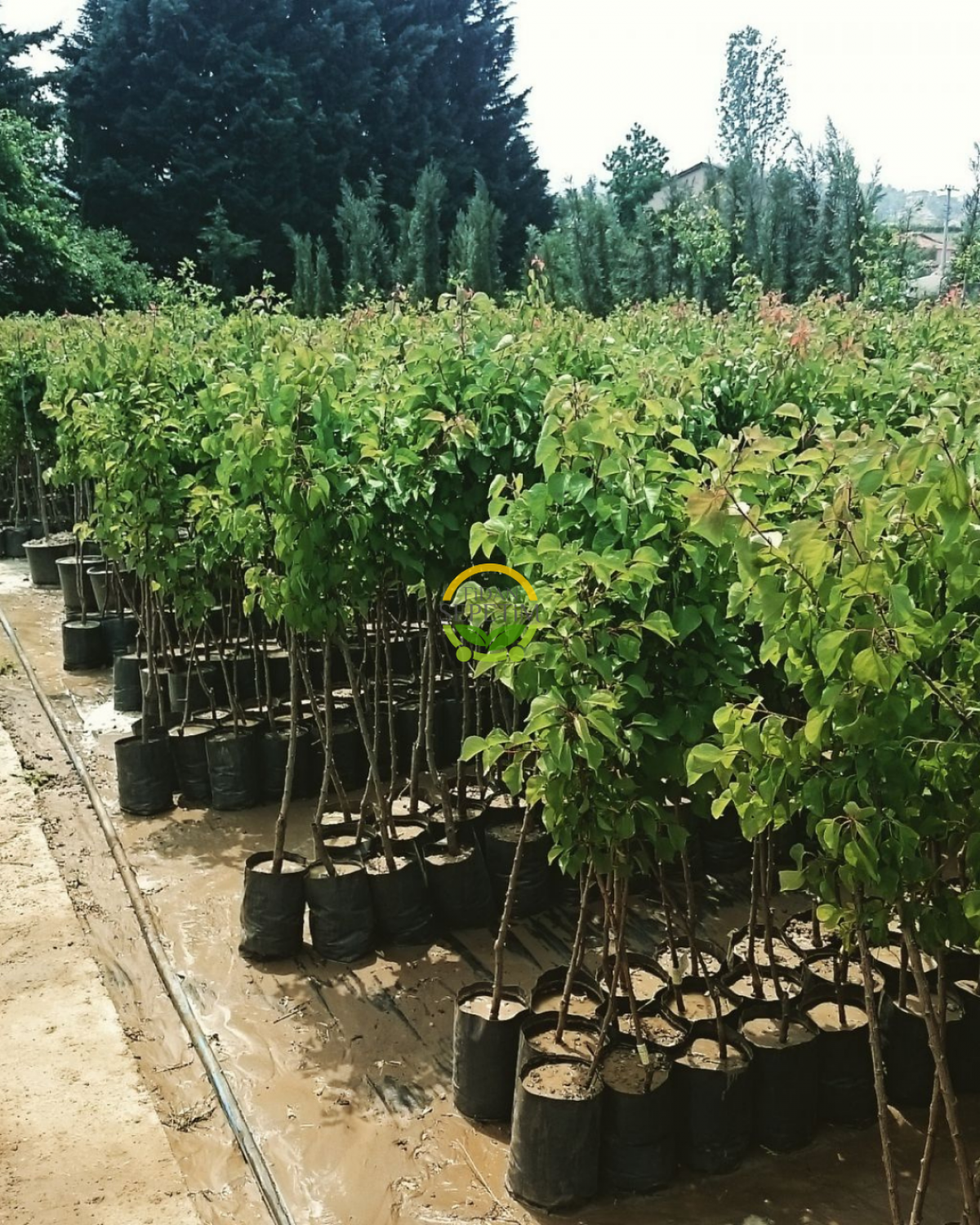 3 Yaş Aşılı Napolyon Kiraz Fidanı