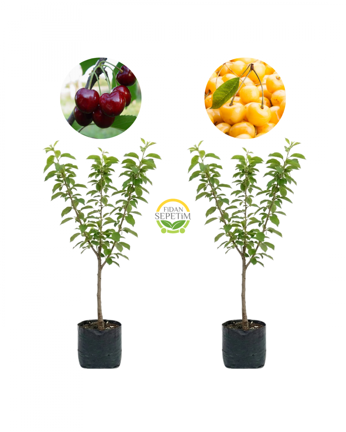 3 Yaş Aşılı Napolyon ve Starksgold Kiraz Fidanı Paketi - Hobi Bahçelerine Özel 3 Yaş Aşılı Napolyon ve Starksgold Kiraz Fidanı Paketi - Hobi Bahçelerine Özel