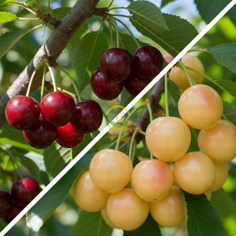 3 Yaş Aşılı Napolyon ve Starksgold Kiraz Fidanı Paketi - Hobi Bahçelerine Özel 3 Yaş Aşılı Napolyon ve Starksgold Kiraz Fidanı Paketi - Hobi Bahçelerine Özel