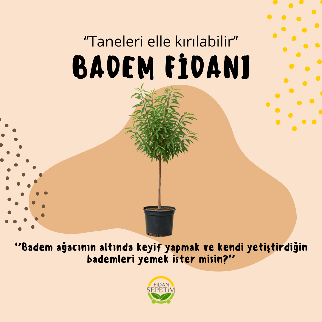 3 Yaş Aşılı Nonpareil Badem Fidanı 3 Yaş Aşılı Nonpareil Badem Fidanı