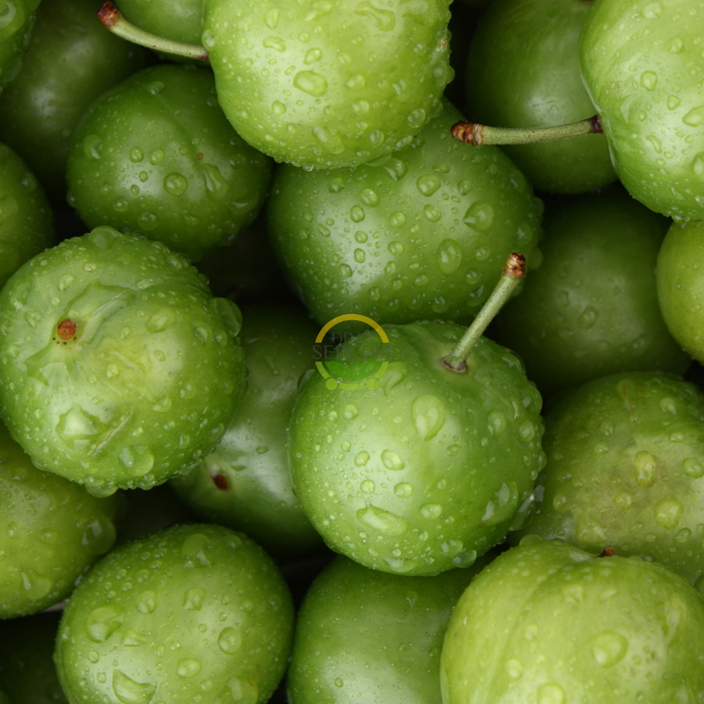 3 Yaş Aşılı Papaz Erik Fidanı 3 Yaş Aşılı Papaz Erik Fidanı
