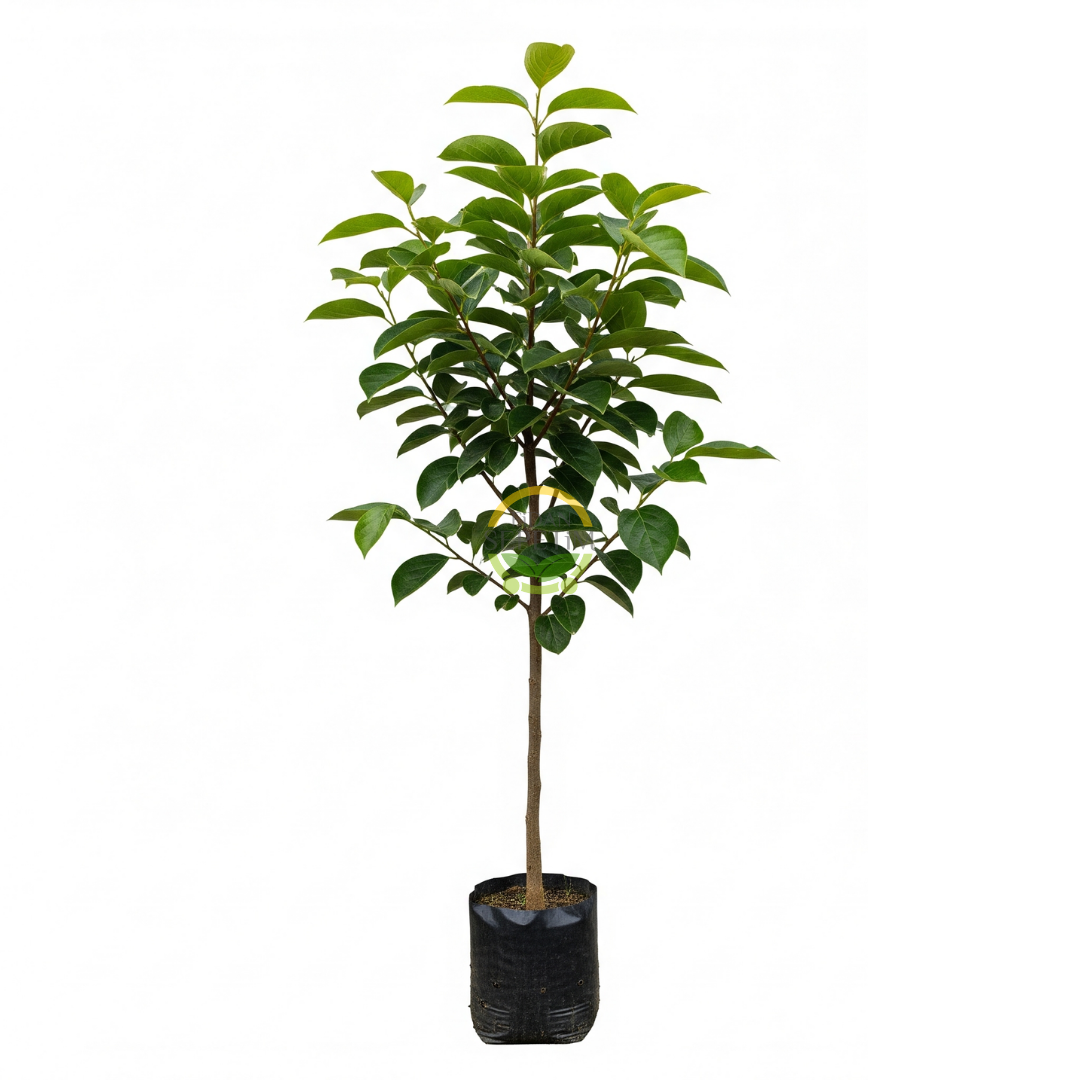 3 Yaş Aşılı Rojo Brillante Trabzon Hurması Fidanı 3 Yaş Aşılı Rojo Brillante Trabzon Hurması Fidanı