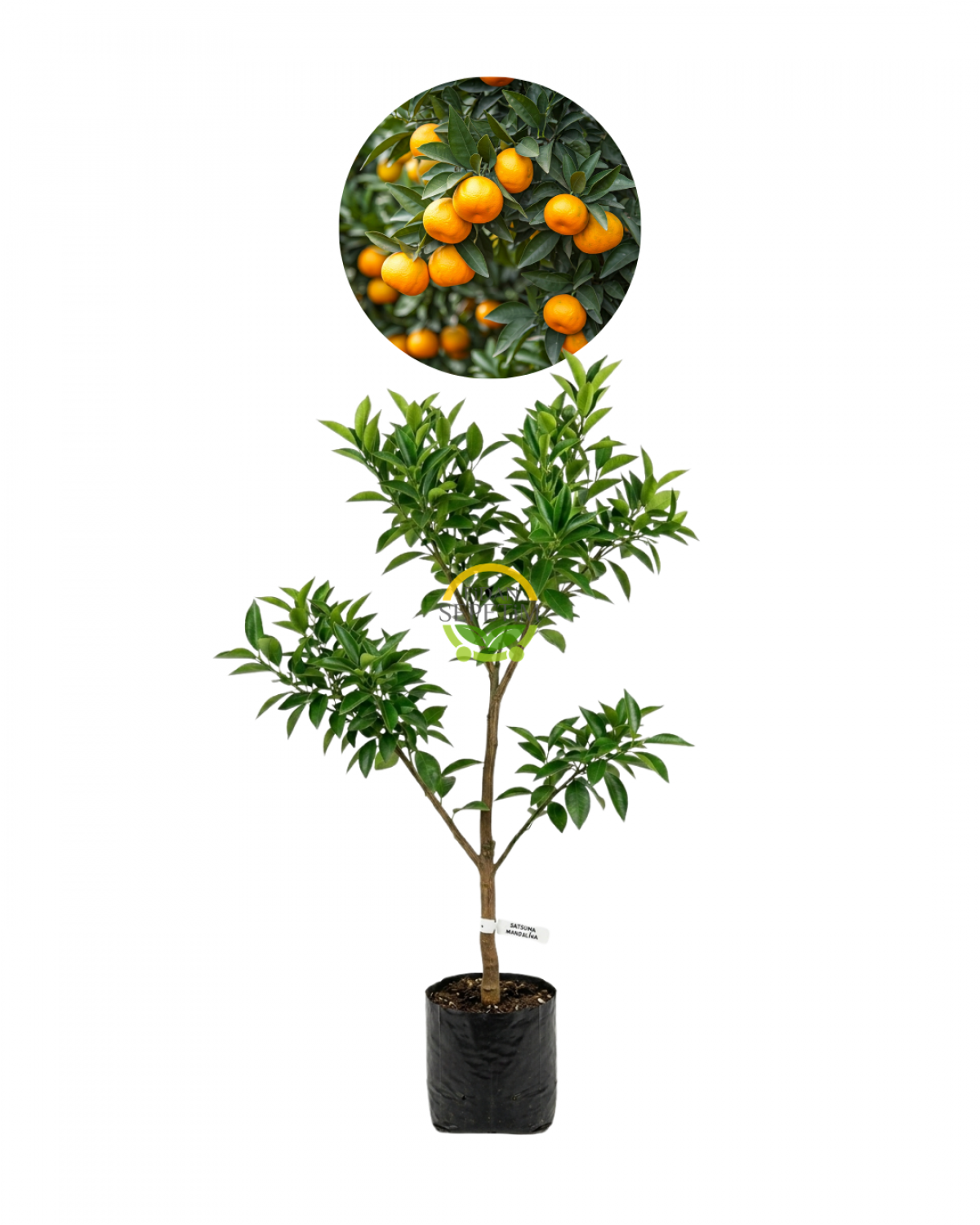 3 Yaş Aşılı Satsuma Mandalina Fidanı