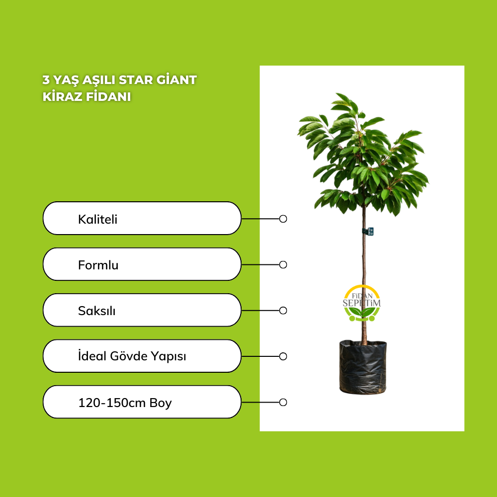 3 Yaş Aşılı Star Giant Kiraz Fidanı