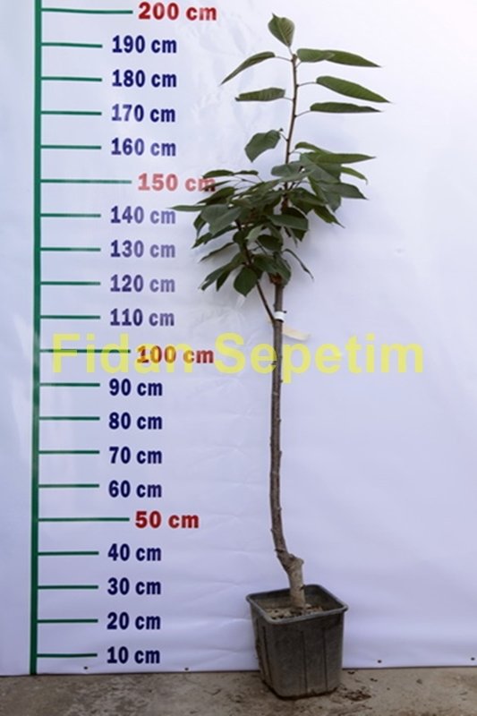 3 Yaş Aşılı Stella Kiraz Fidanı *Yarı Bodur* 3 Yaş Aşılı Stella Kiraz Fidanı *Yarı Bodur*