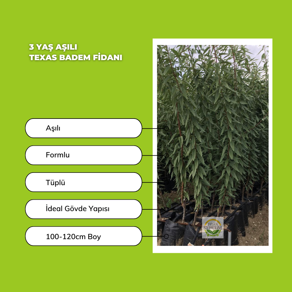 3 Yaş Aşılı Texas Badem Fidanı 3 Yaş Aşılı Texas Badem Fidanı