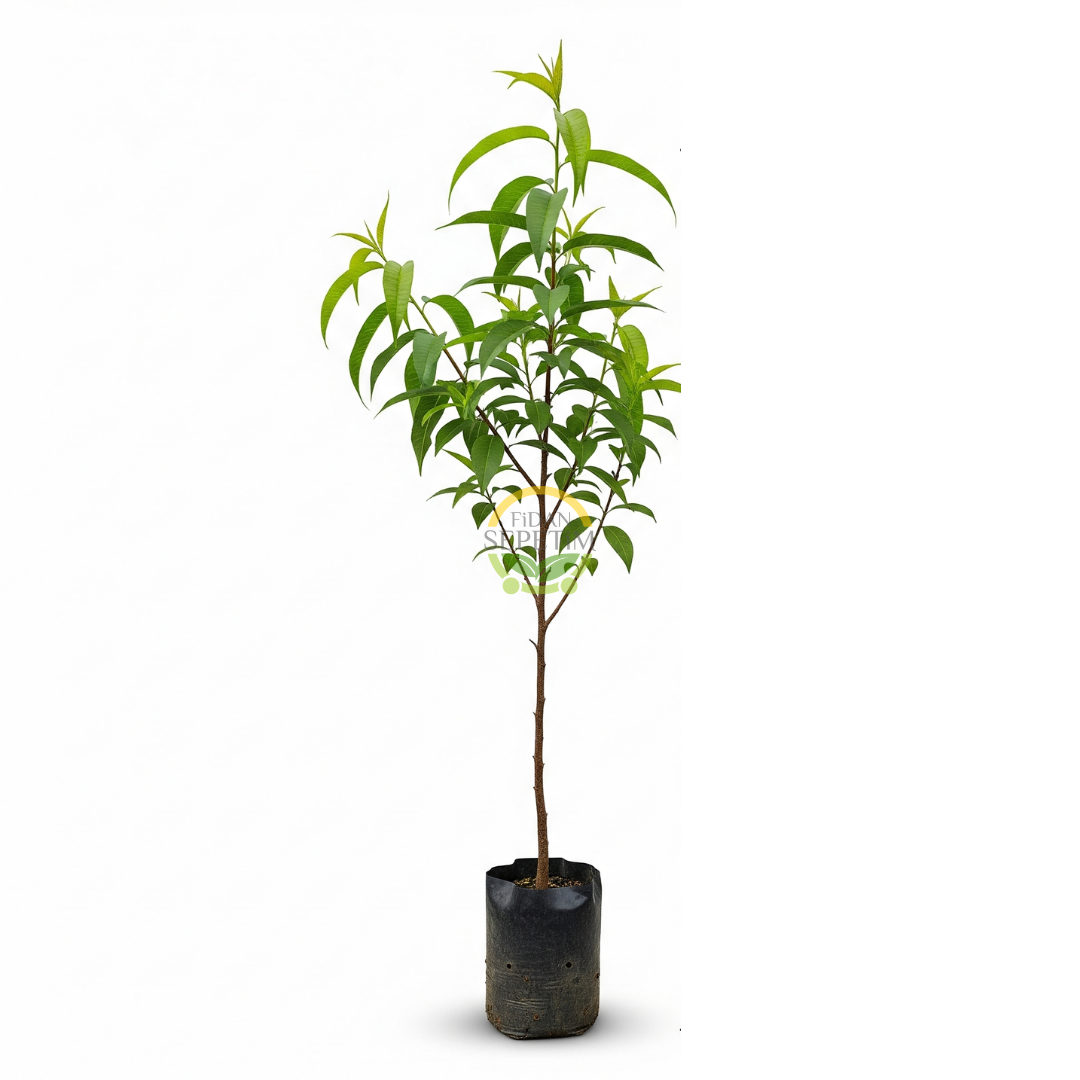 3 Yaş Aşılı Venüs Tüysüz Şeftali Fidanı (Nektarin) 3 Yaş Aşılı Venüs Tüysüz Şeftali Fidanı (Nektarin)