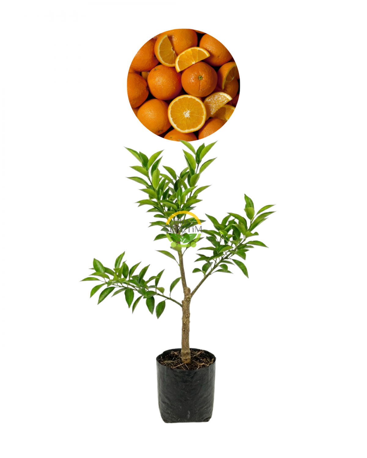 3 Yaş Aşılı Washington Portakal Fidanı