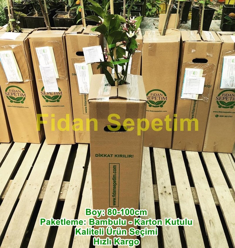 3 Yaş Aşılı 'YEDİVEREN' Kütdiken Limon Fidanı