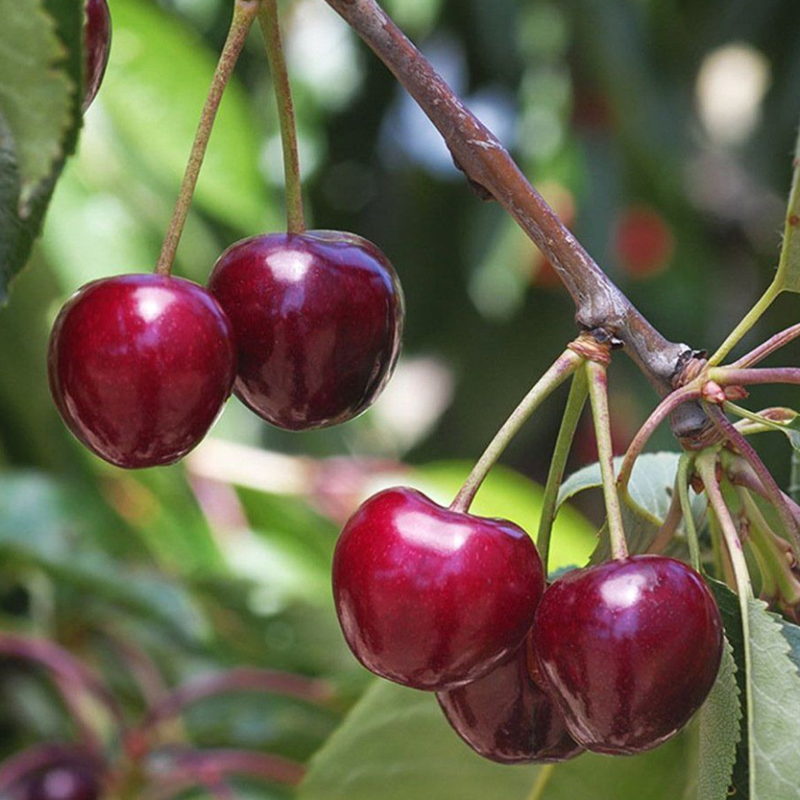 3 Yaş Aşılı Yarımca (Early Burlat) Kiraz Fidanı Yarı Bodur* 3 Yaş Aşılı Yarımca (Early Burlat) Kiraz Fidanı Yarı Bodur*
