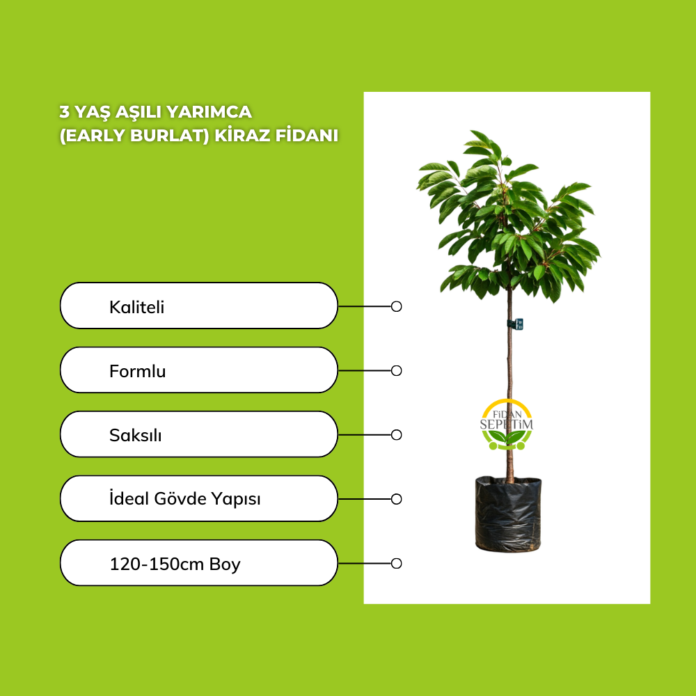 3 Yaş Aşılı Yarımca (Early Burlat) Kiraz Fidanı