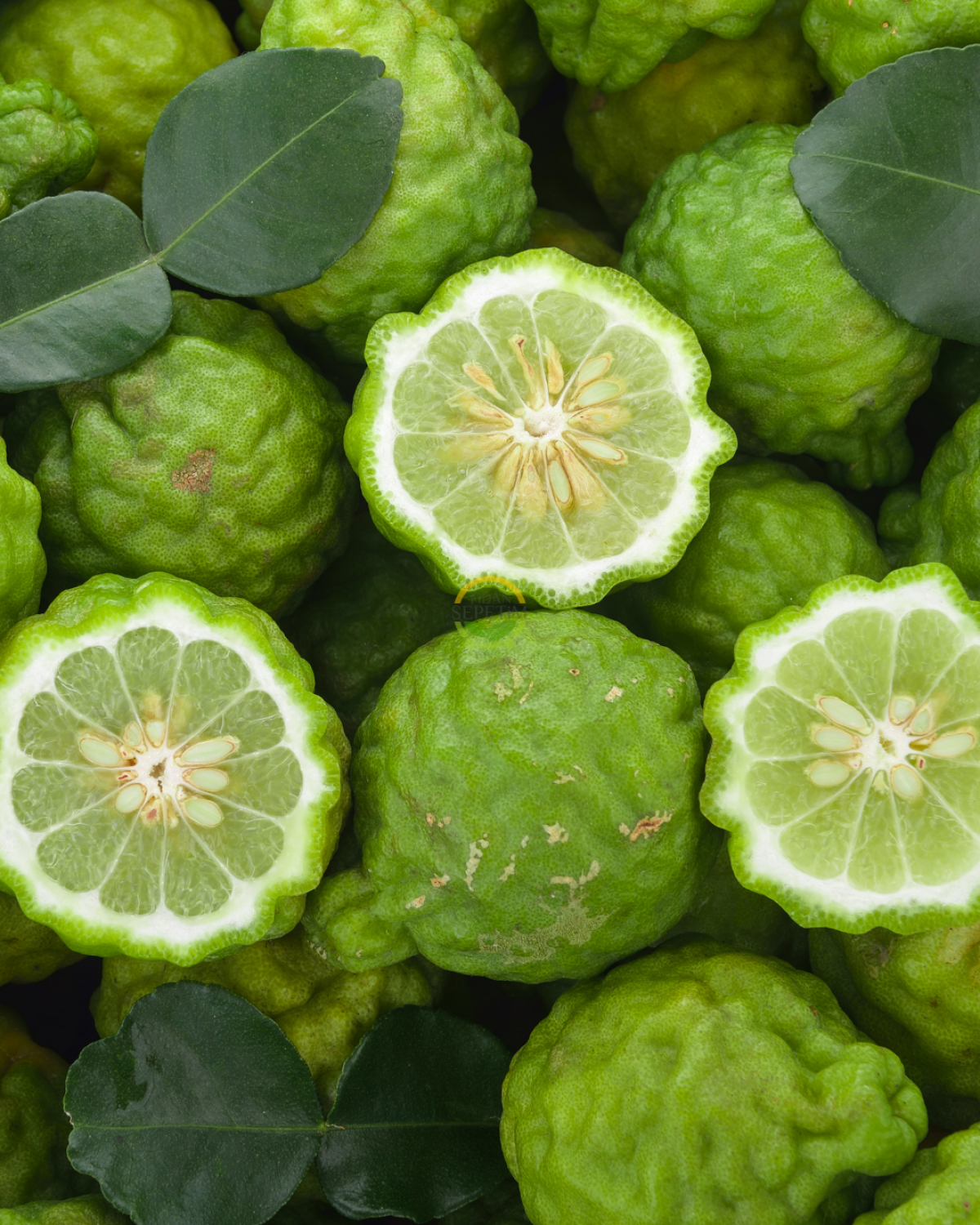 3 Yaş Bergamot Fidanı 'Citrus bergamia'