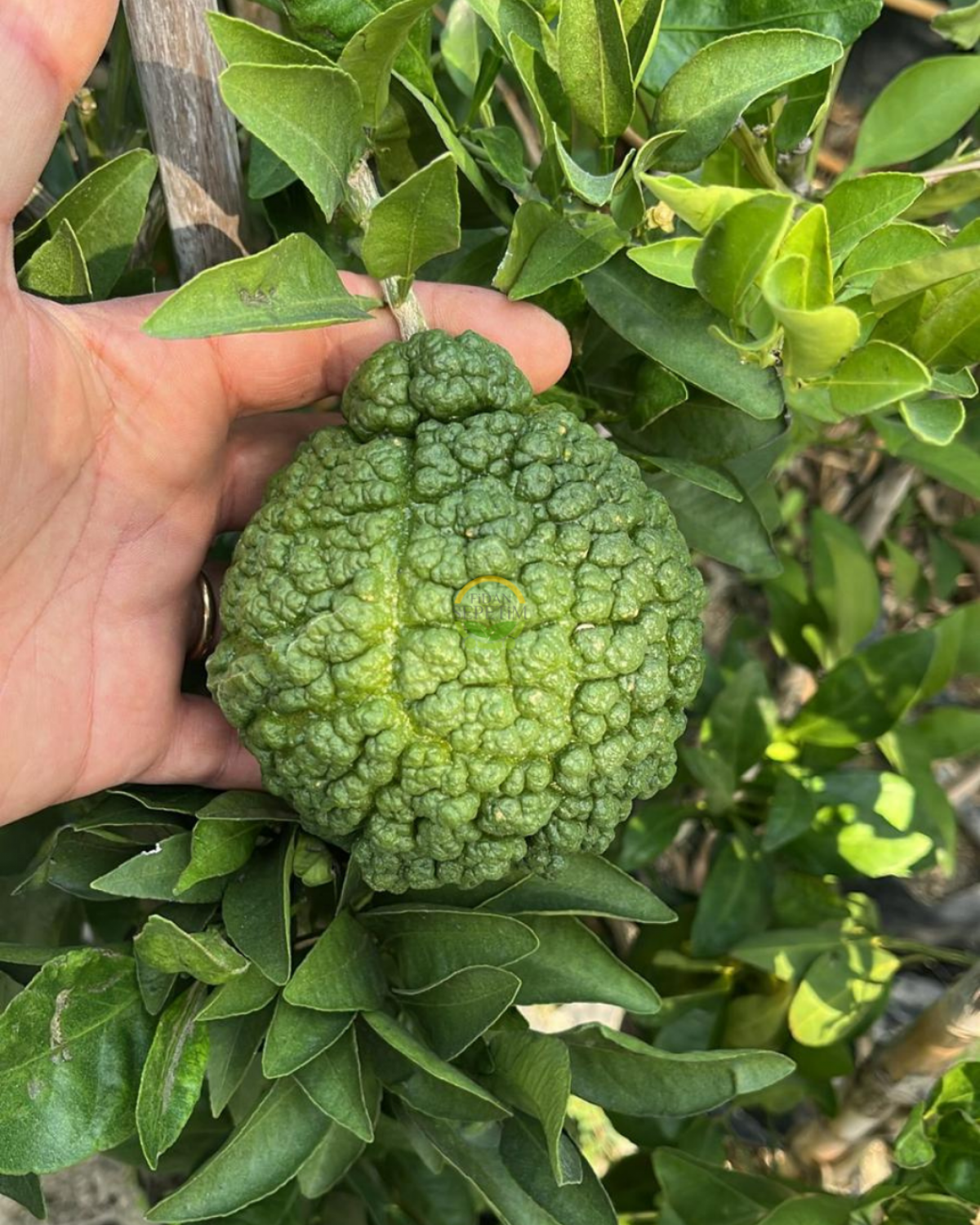 3 Yaş Bergamot Fidanı 'Citrus bergamia'