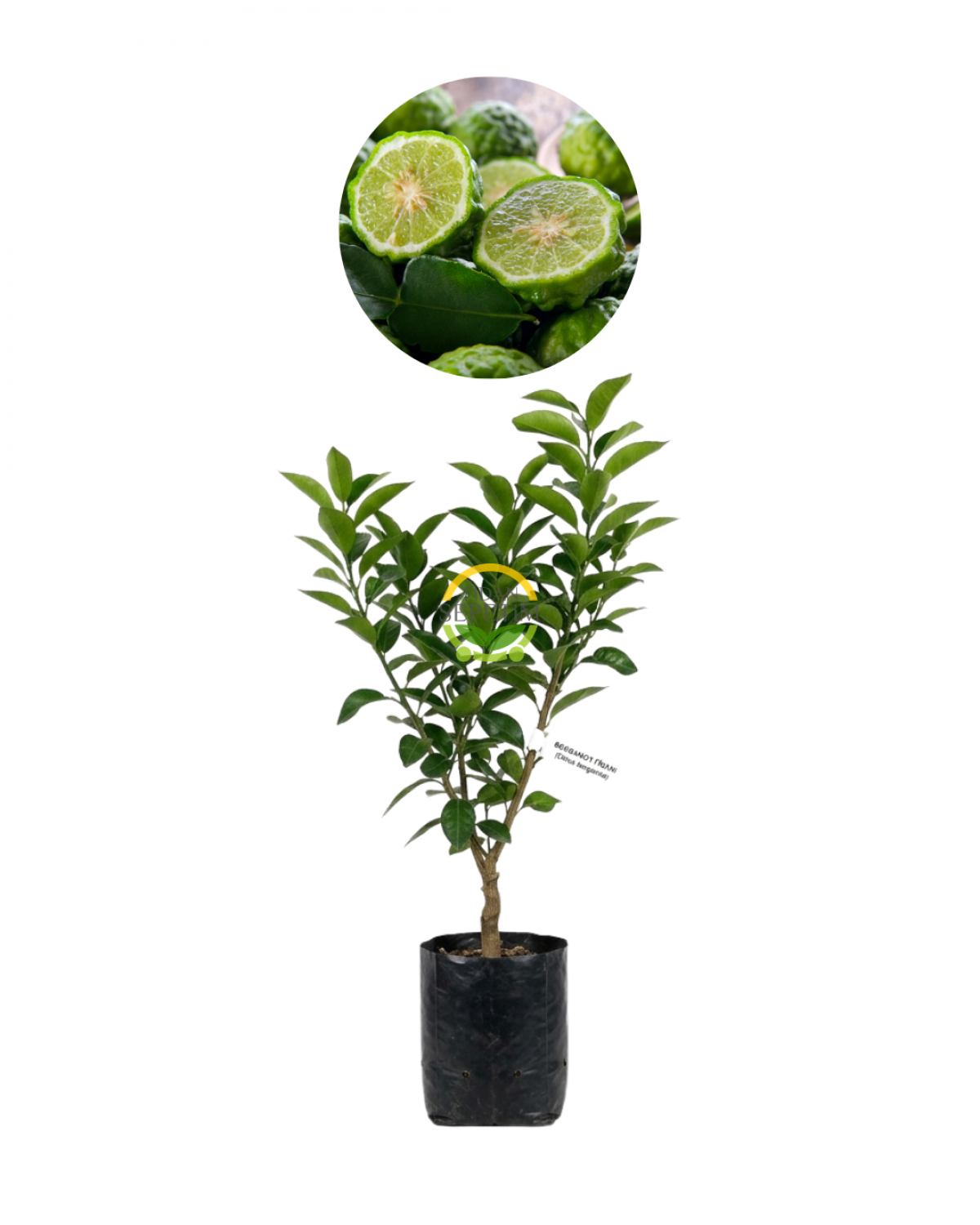3 Yaş Bergamot Fidanı 'Citrus bergamia'