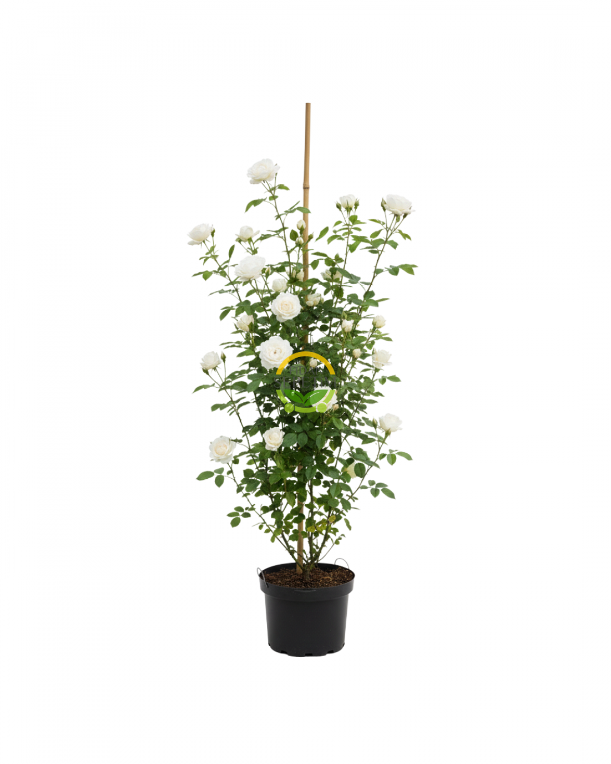 3 Yaş Beyaz Renk Sarmaşık Gül Fidanı 3 Yaş Beyaz Renk Sarmaşık Gül Fidanı